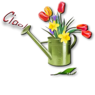 🙋 Ciao! цветы, лейка, тюльпаны, нарциссы, приветствие telegram sticker