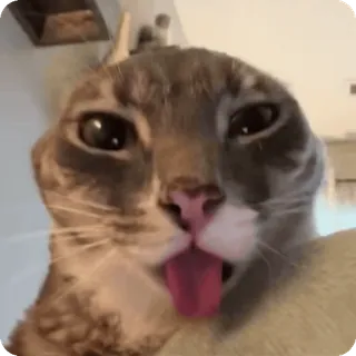 🛸 blep cat telegram sticker