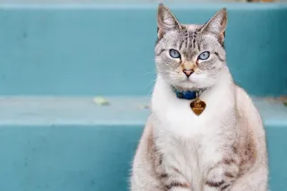 🐈 кот, домашнее животное, животное, домашняя кошка, голубые глаза, линкс пойнт, ошейник telegram sticker