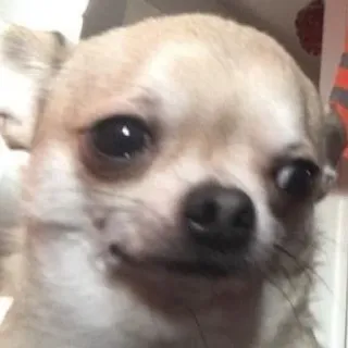 😐 Chihuahua, Hond, Meme, Grappig, Dier, Schattig telegram sticker