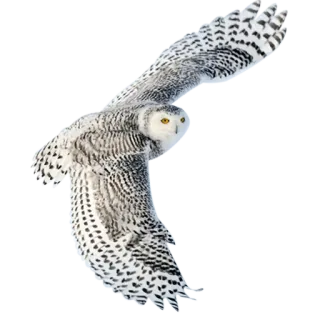 Owls telegram stickers