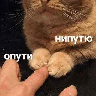 ✳️ нипутИ
опути cat, funny, text, meme, finger, russian whatsapp sticker