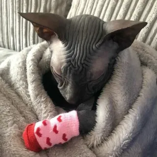 😴 sphynx, gatto, animale domestico, coperta, calzino, cuori, dormire telegram sticker