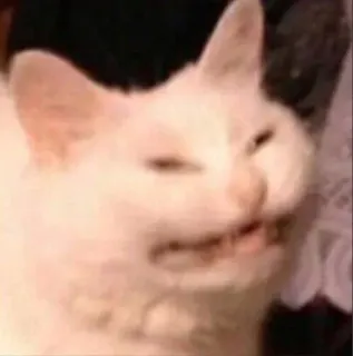 😒 cat, animal, white cat, funny, meme telegram sticker