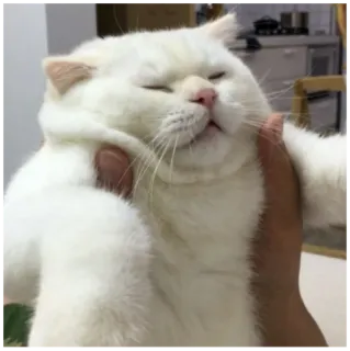 💥 gatto, gatto bianco, animale, animale domestico, carino, animale domestico whatsapp sticker