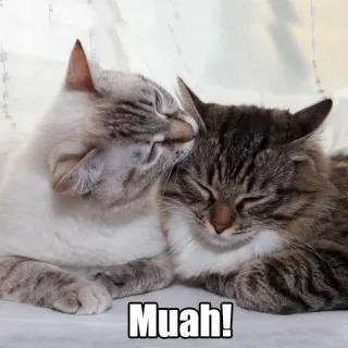 😙 Muah! gatos, beso, cariño, animales, mascota, amor, lindo telegram sticker