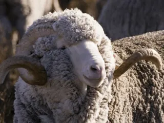 🐑 sheep, ram, animal, farm, wool whatsapp sticker
