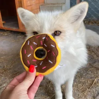 🦊 whatsapp sticker