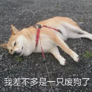 😵 我差不多是一只废狗了 cachorro, preguiçoso, exaustão, dormindo, animal de estimação, animal whatsapp sticker