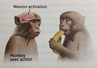 🍌 Neuron activation
Monkey sees action singe, cerveau, banane, neurones, activation, action telegram sticker