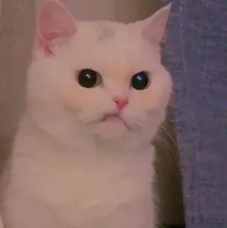 😶 cat, white cat, animal, pet, domestic animal, cute telegram sticker