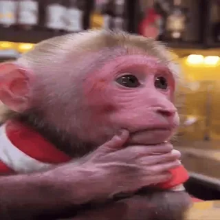 🤔 monkey, animal, cute, thinking, primate, ape whatsapp sticker