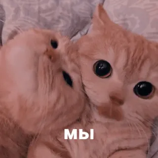 ❤ мы gatos, gatinhos, fofo, animais, amizade, amor telegram sticker