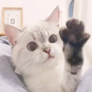 👋 gatto, zampa, animale, animale domestico, carino, gattino telegram sticker