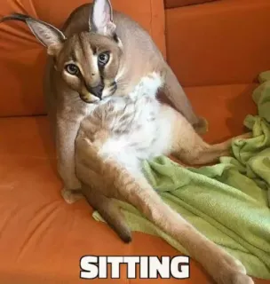 🐱 SITTING floppa, katze, sitzen, meme, tier telegram sticker
