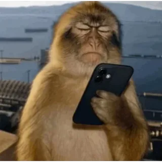 😡 Barbary macaque monkey, smartphone, looking at phone, bored, animal, funny, macaque telegram sticker