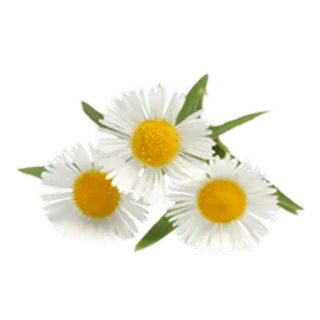 🌸 Gänseblümchen, Blumen, Weiß, Blumenmuster, Natur, Pflanzen whatsapp sticker