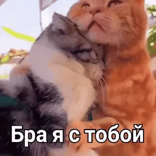👐 Бра я с тобой gatos, amizade, animais, afeição telegram sticker