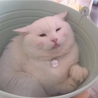 😊 수줍어 кот, ведро, милый, животное, белый кот, высунутый язык telegram sticker