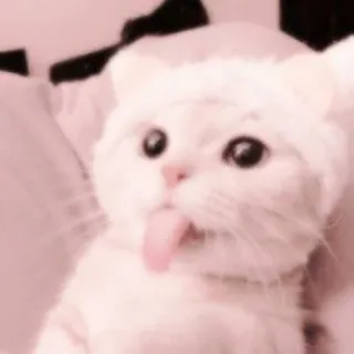 🐈 kot, kociak, zwierzę, zwierzak, słodki, język, śmieszne, kawaii telegram sticker