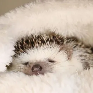 🌟 Igel, niedlich, Tier, schlafend, flauschig whatsapp sticker
