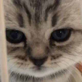 😶 gatto, gattino, animale domestico, animale, carino, felino telegram sticker