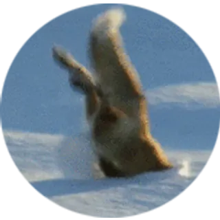 🦊 animal, fox, snow, funny, winter, outdoors, wildlife telegram sticker