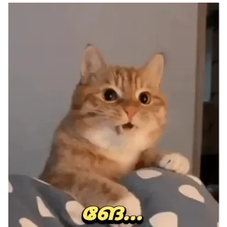 🤔 டேய்... kat, grappig, geschrokken, schattig telegram sticker