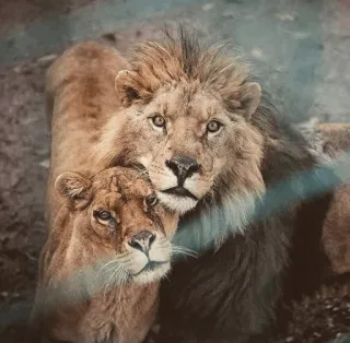 😍 львы, львица, дикая природа, животные, крупные кошки, природа telegram sticker