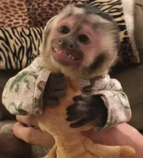 🤱 mono, animal, mamífero, lindo, sonrisa telegram sticker