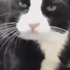 😾