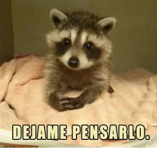 🤔 DEJAME PENSARLO. rakun, hewan, berpikir, meme, lucu, spanyol whatsapp sticker