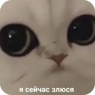 🤲 Я сейчас злюся chat, mignon, animal, chaton, russe, en colère, mème telegram sticker