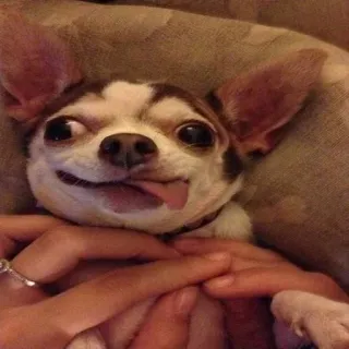 🐶 perro, chihuahua, animal, mascota, gracioso, lindo, lengua telegram sticker