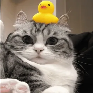 😳 cat, kitten, pet, animal, duck, cute, adorable, funny whatsapp sticker