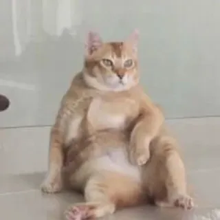 🪑 cat, orange, domestic cat, sitting telegram sticker
