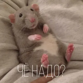 🤨 ЧЁ НАДО? rat, mignon, animal, rongeur, drôle telegram sticker