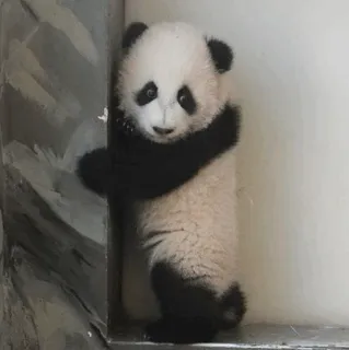 🐼 panda, lindo, animal, bebé, mamífero, oso telegram sticker