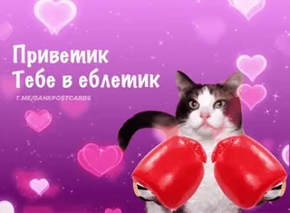 🌟 Приветик Тебе в еблетик chat, gants de boxe, coeurs, mignon, drôle, sticker telegram sticker