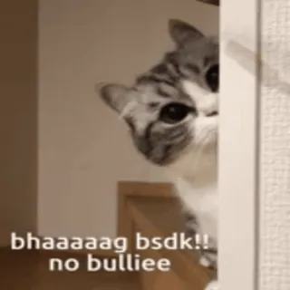 🤔 bhaaaaag bsdk!!
no bulliee Katze, Meme, Beleidigend, Internet Slang, Tier telegram sticker