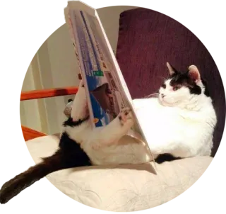 📄 cat, reading, newspaper, animal, pet, humor, funny telegram sticker