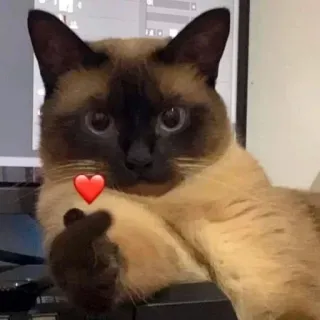 ❤️ แมว, นิ้วกลาง, ท่าทาง, ก้าวร้าว, สติกเกอร์, สัตว์เลี้ยง, ขำขัน telegram sticker