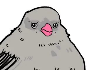 😒 vogel, taube, tier, süß, cartoon telegram sticker