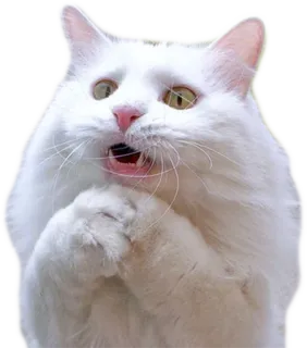 🙏 cat, white cat, cute, animal, pet telegram sticker