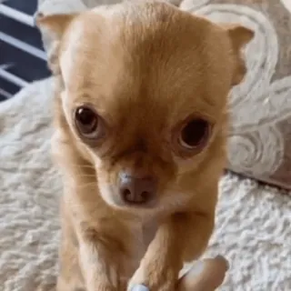 🌟 Chihuahua, Hund, Welpe, süß, Tier, Haustier telegram sticker