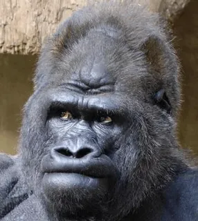 😐 Gorille, Singes, Animal, Primate, Mammifère telegram sticker
