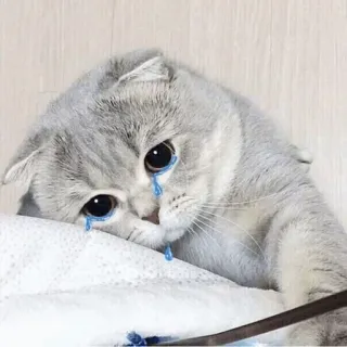 🍣 猫, 悲しい, 涙, 泣く, ペット, 動物, 子猫, 家庭 telegram sticker