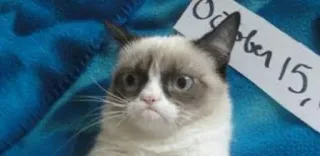 🐱 Grumpy Cat October 15, gato, gato rabugento, meme, animal de estimação, animal telegram sticker
