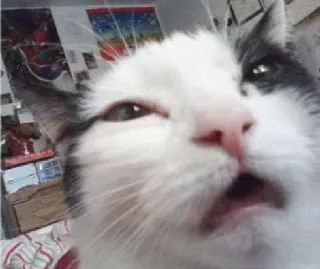 😩 猫, 動物, ペット, クローズアップ, 顔 telegram sticker