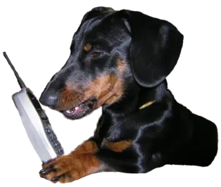 📞 собака, такса, телефон, животное, домашнее животное whatsapp sticker